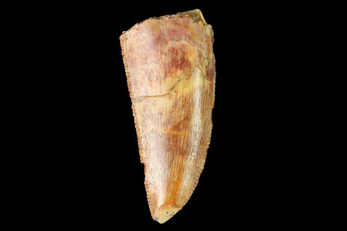 Serrated, Raptor Tooth - Real Dinosaur Tooth #159016